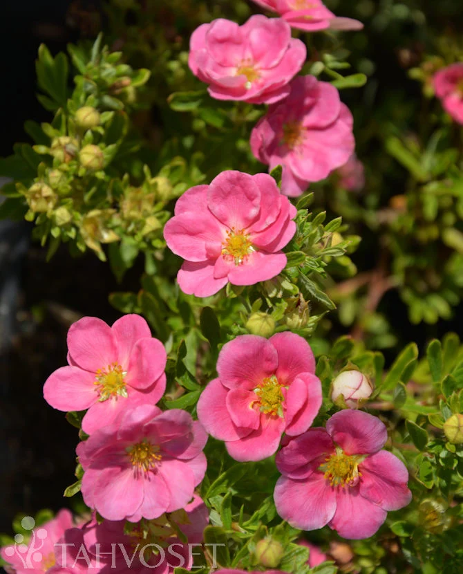 Ölandstok 'Pink Paradise' (Dasiphora fruticosa), Jumbo 7,5 liters kruka