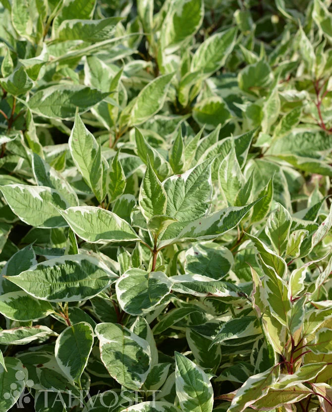 Vitbrokig kornell 'Ivory Halo' Cornus alba, 3 liters kruka