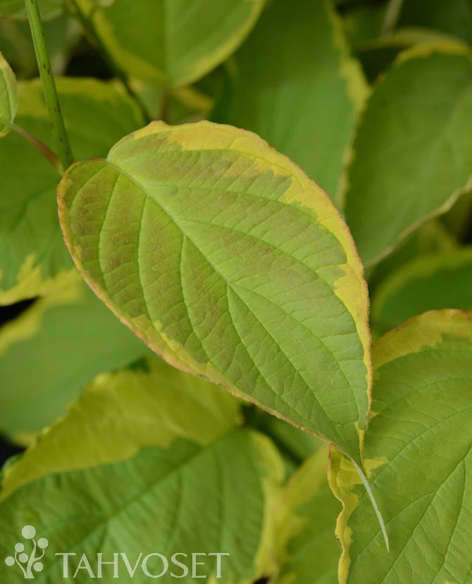 Gulbrokig kornell Cornus alba 'Gouchaultii' 3 liters kruka