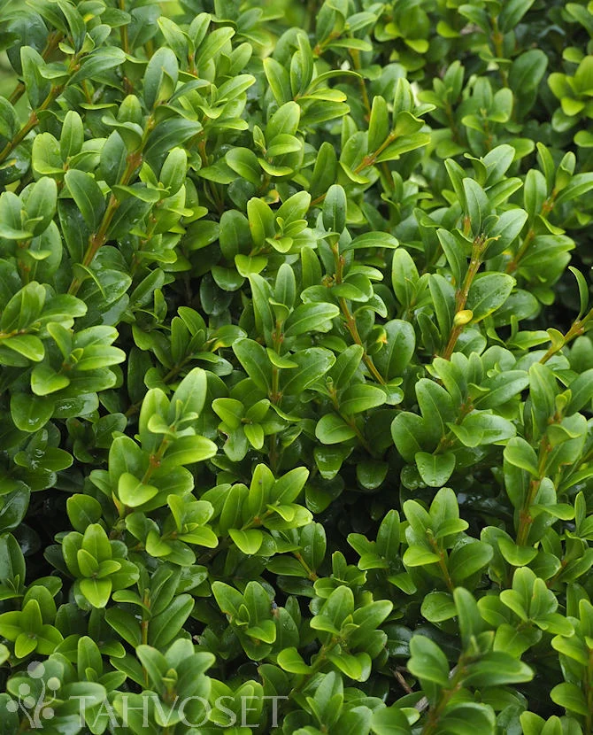 Buxbom Buxus sempervirens 3 liters kruka