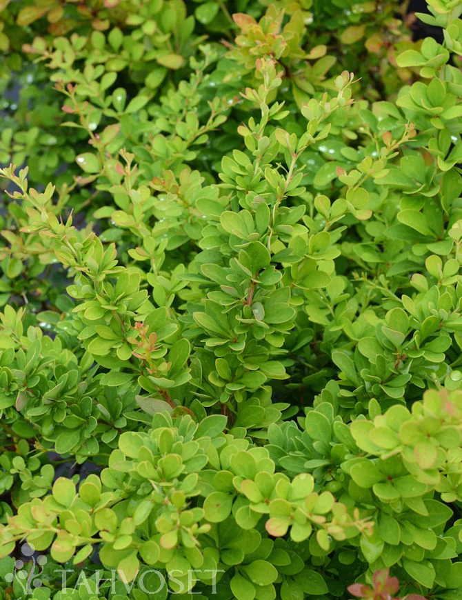 Häckberberis (Berberis thunbergii) 3 liters kruka