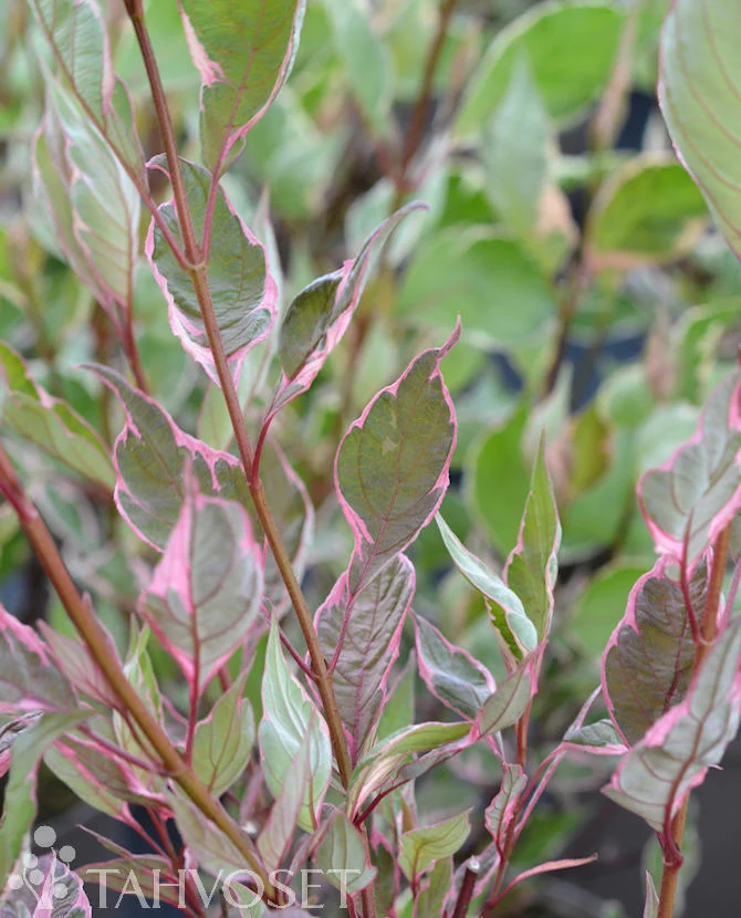 Rysk kornell MIRACLE (Cornus alba 'Verpaalen2'), 3 liters kruka