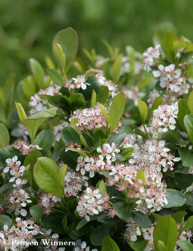 Svart aronia REVONTULI MOUND 'UCONNAM165', 3 liters kruka