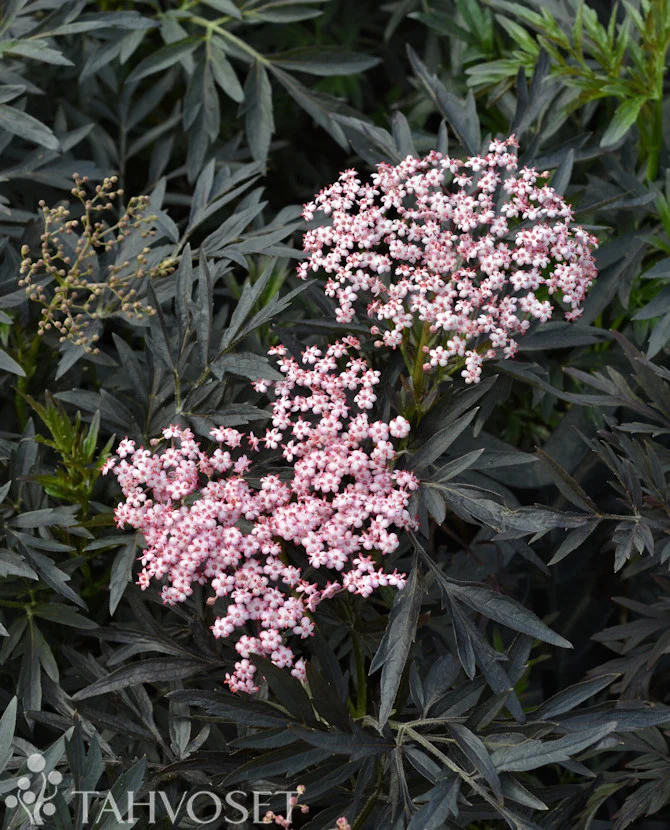 Blodfläder 'Cherry Lace' (Sambucus nigra) 3 liters kruka