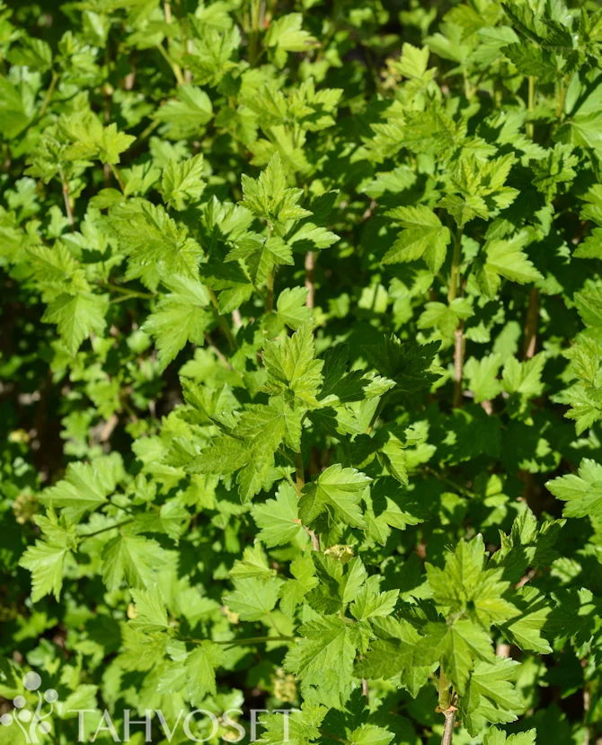 Dvärgmåbär Ribes alpinum 'Pumilum' 2 liters kruka