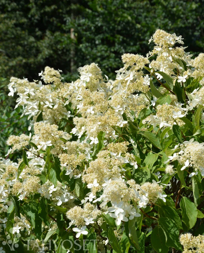 Vipphortensia 'Praecox' FinE – 3 liters kruka