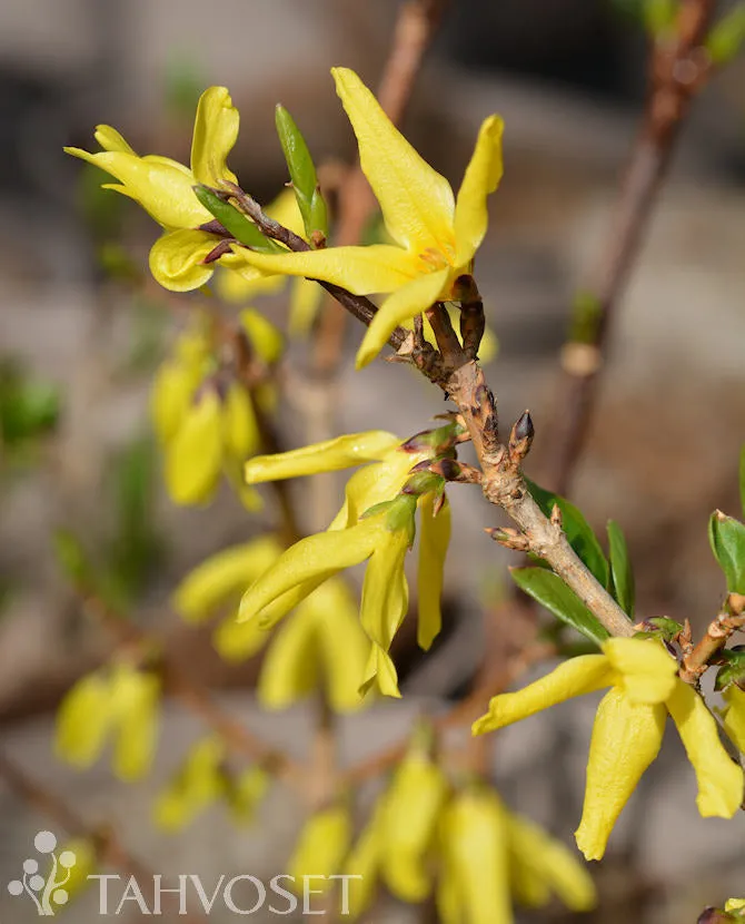 Forsythia 'Northern Gold' stammad, containerodlad