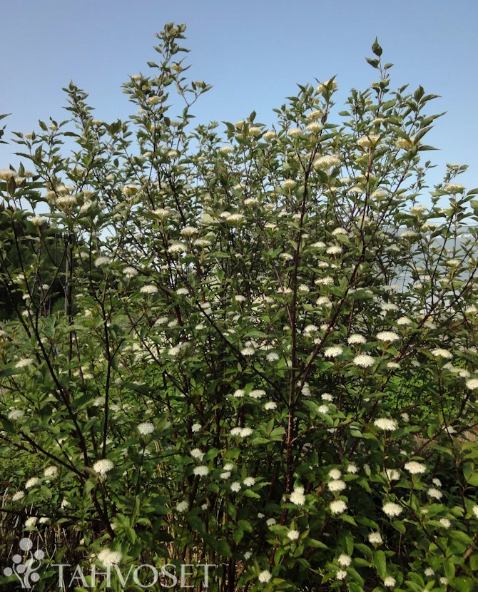 Blodkornell Cornus alba 'Kesselringii' 3 liters kruka