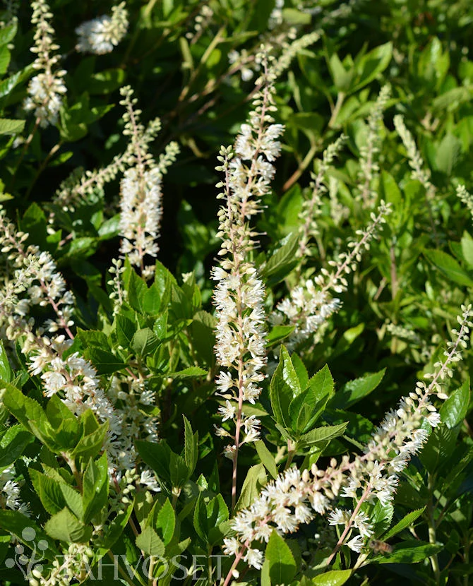 Konvaljbuske 'Hummingbird' Clethra alnifolia 3 liters kruka