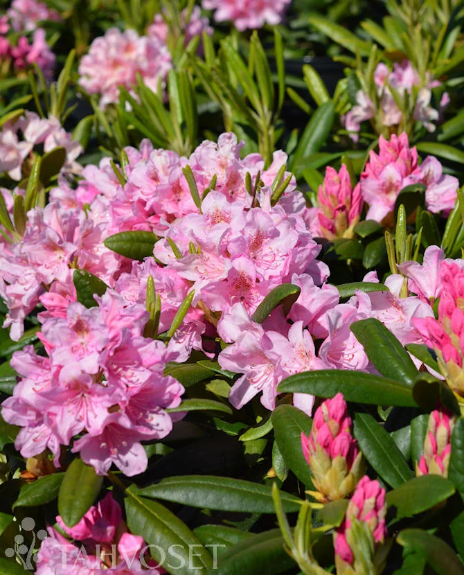 Rododendron 'Helsingin Yliopisto' 30–40 cm, containerodlad