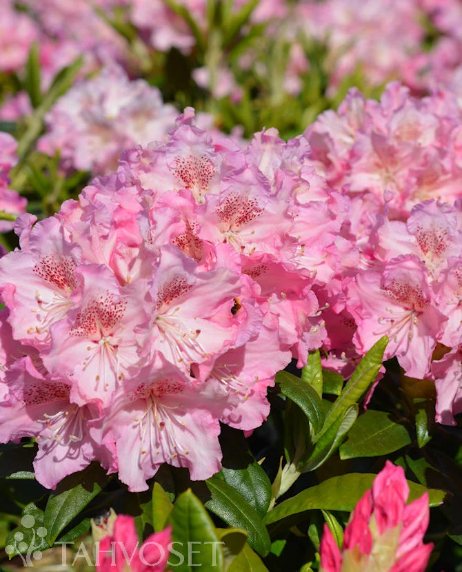 Rododendron 'Marketta' FinE 25–40 cm, containerodlad