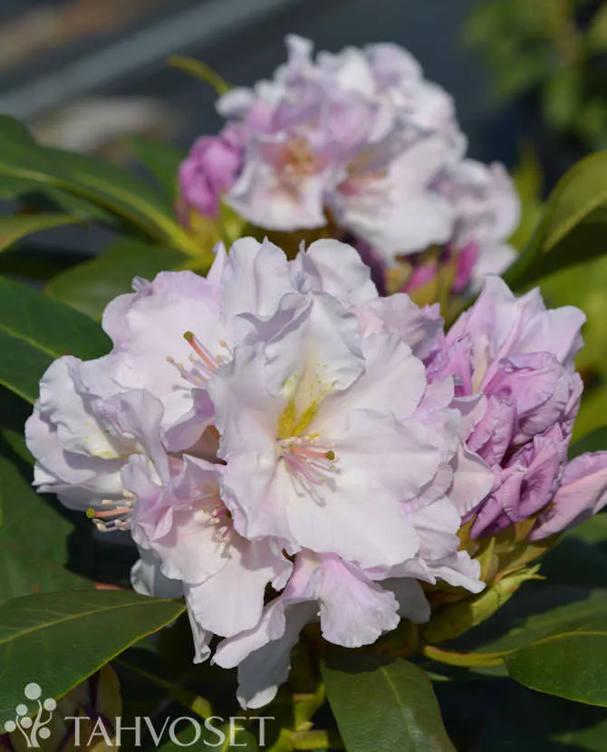 Rododendron 'Eskimo' 30-40 cm, 4 liters kruka