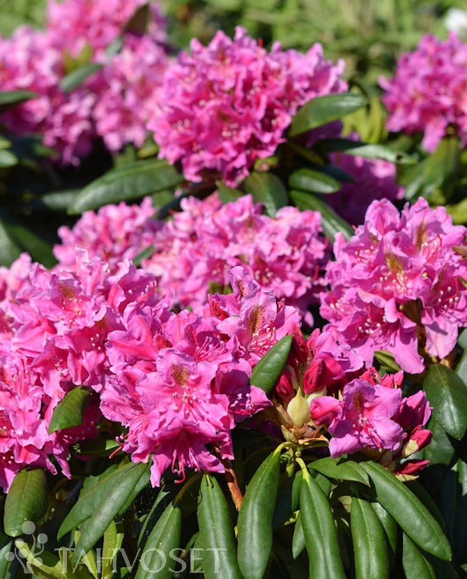 Rododendron 'Eino' 25-40 cm, 4 liters kruka