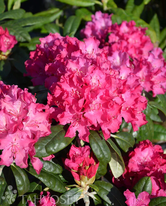 Rhododendron 'Hellikki' (Alproos) 25-40 cm, containerodlad