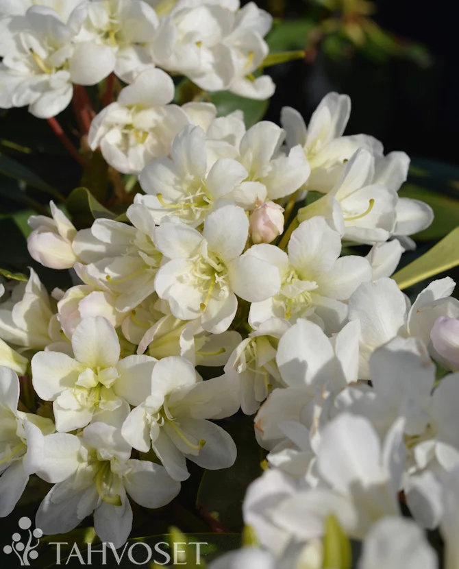 Alpros Rhododendron 'Lumotar' 30-40 cm, 4 liters kruka