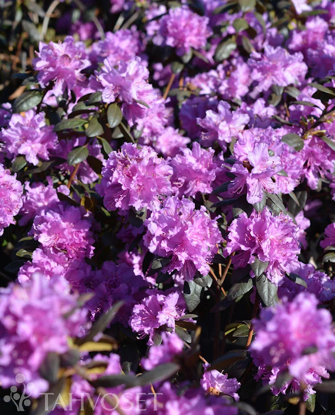 Rhododendron dauricum 'Kustavi' 25-40 cm, containerodlad