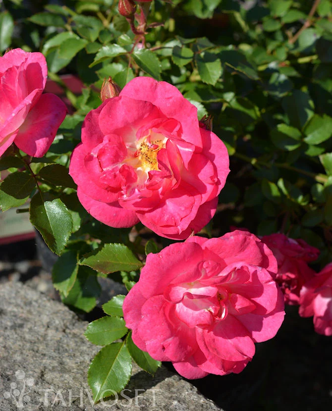 Rosa 'Sunrise Sunset' - marktäckande ros, 3 liters kruka