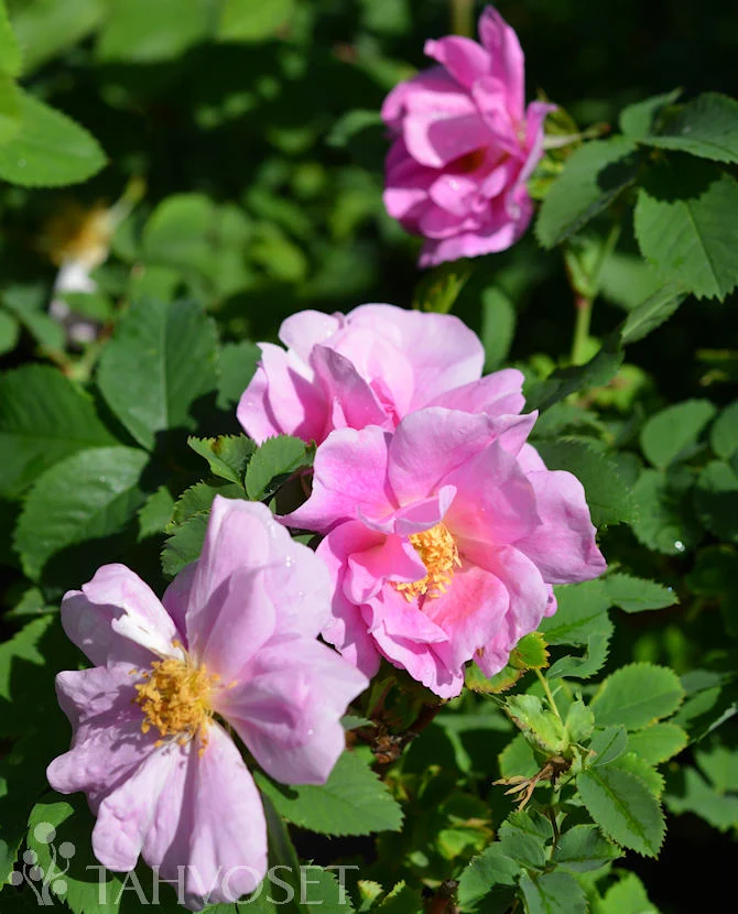 Stammad blandaros 'Toukoniitty' FinE, containerodlad