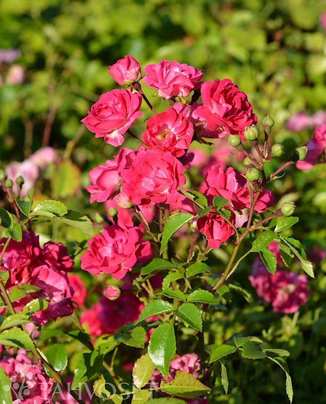 Rosa 'Little Mischief' – Buskros 3 liters kruka