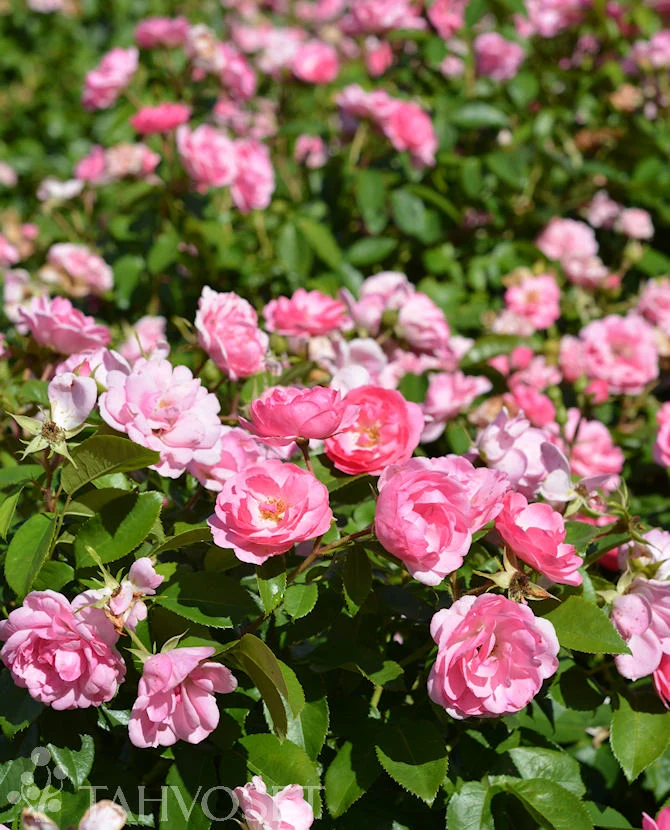 Rosa 'Pinktopia' (Pinktopia-ros), 3 liters kruka