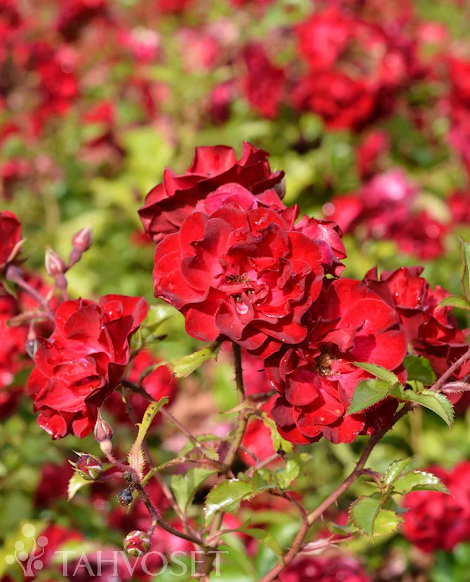 Ros Rosa 'Mystic Fairy' 3 liters kruka