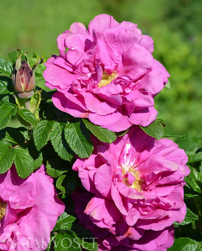 Rosa rugosa 'Moje Hammarberg' (Vresros), 3 liters kruka