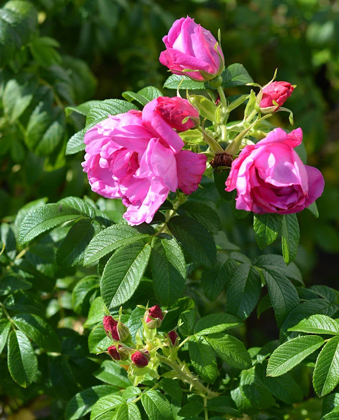 Hybridvresros 'Pink Pavement' (Rosa Rugosa-Ryhmä 'Pink Pavement'), 3 liters kruka