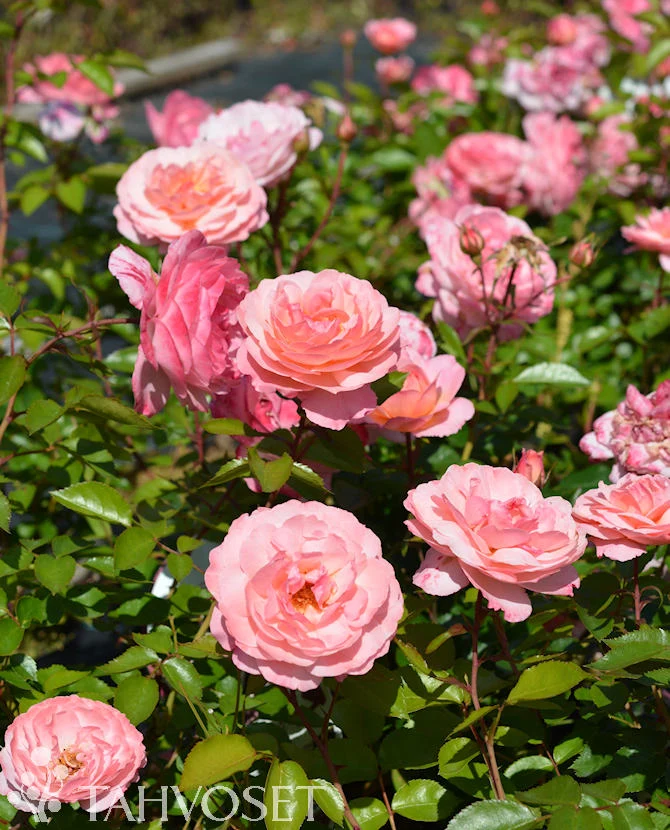 Buskros 'Calypso' Rosa 'Calypso' 3 liters kruka
