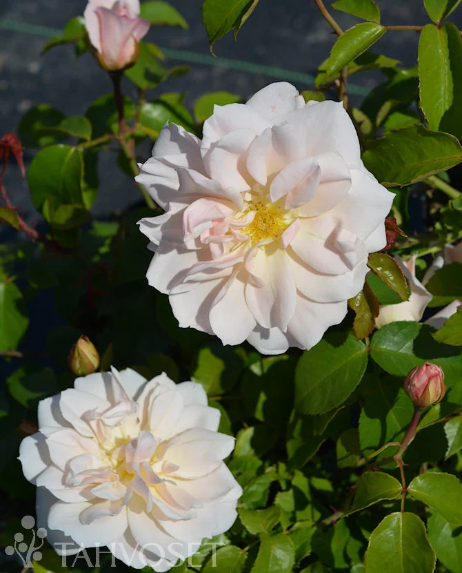 Rosa 'Champagne Wishes' - buskros, 3 liters kruka