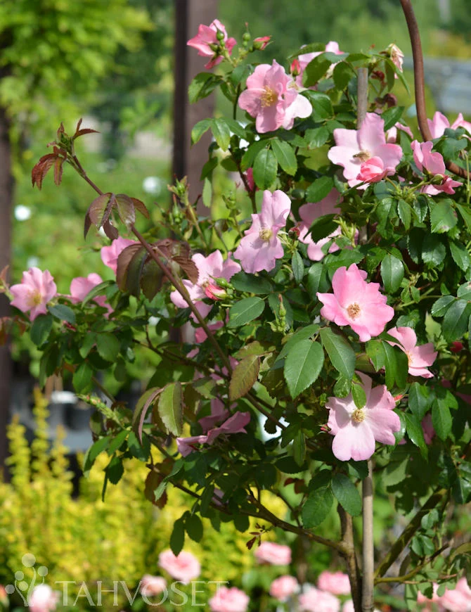 Rosa 'Polar Joy' – stammad ros, containerodlad