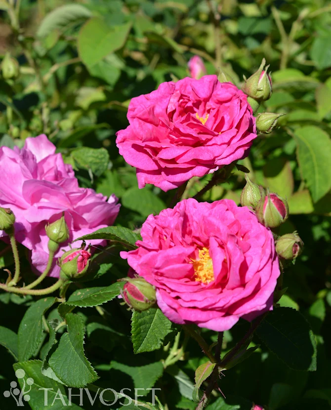 Herrgårdsros 'Pikkala' Rosa Centifolia-Ryhmä, 3 liters kruka