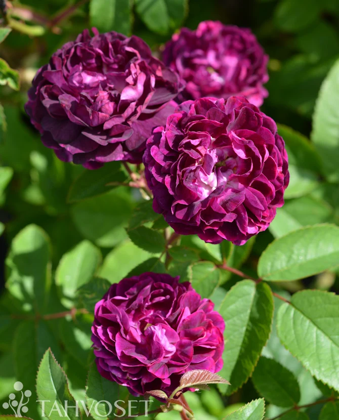 Skedaros Rosa 'Skeda' 3 liters kruka