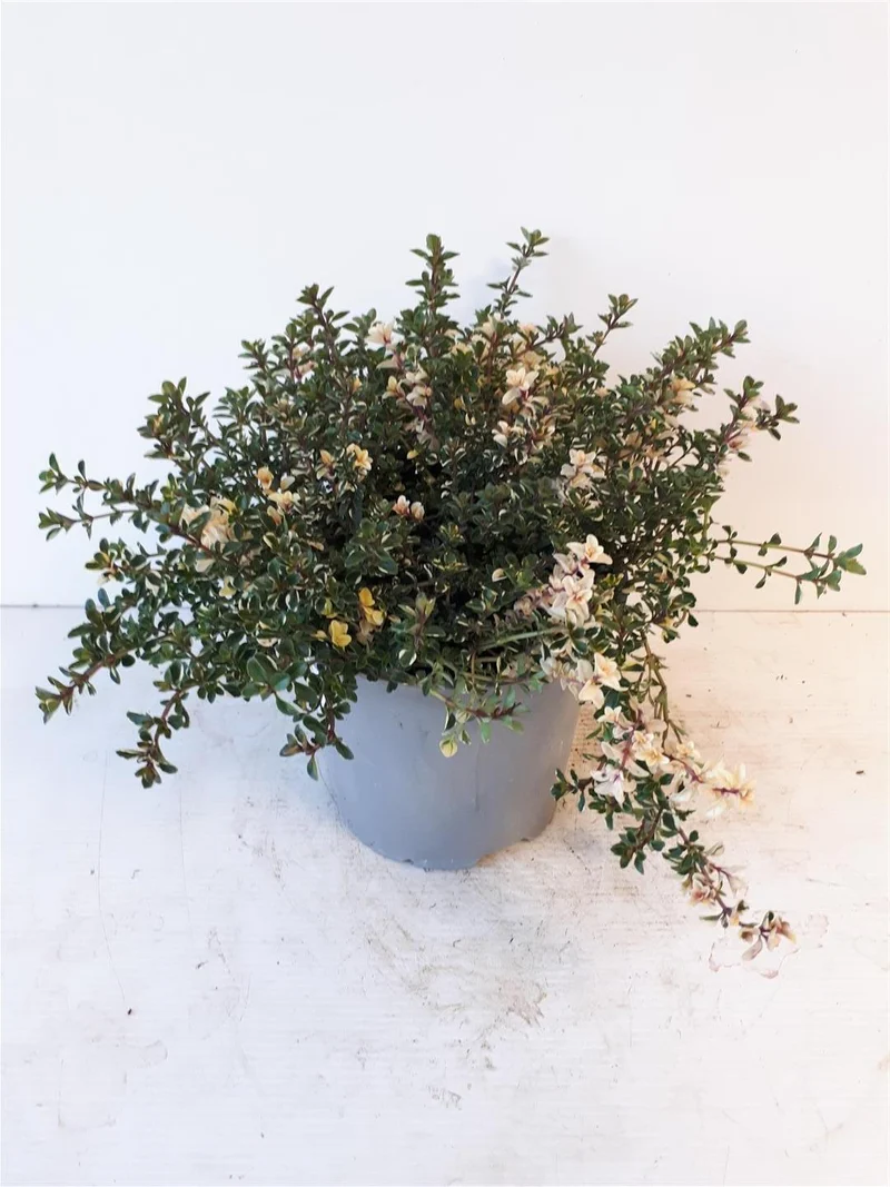 Thymus 'Foxley' C1,5 (1,5 liters kruka)