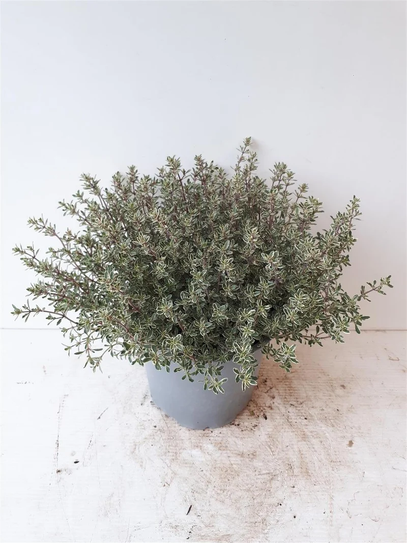 Thymus citriod. 'Silver Queen' C1,5 (1,5 liters kruka)