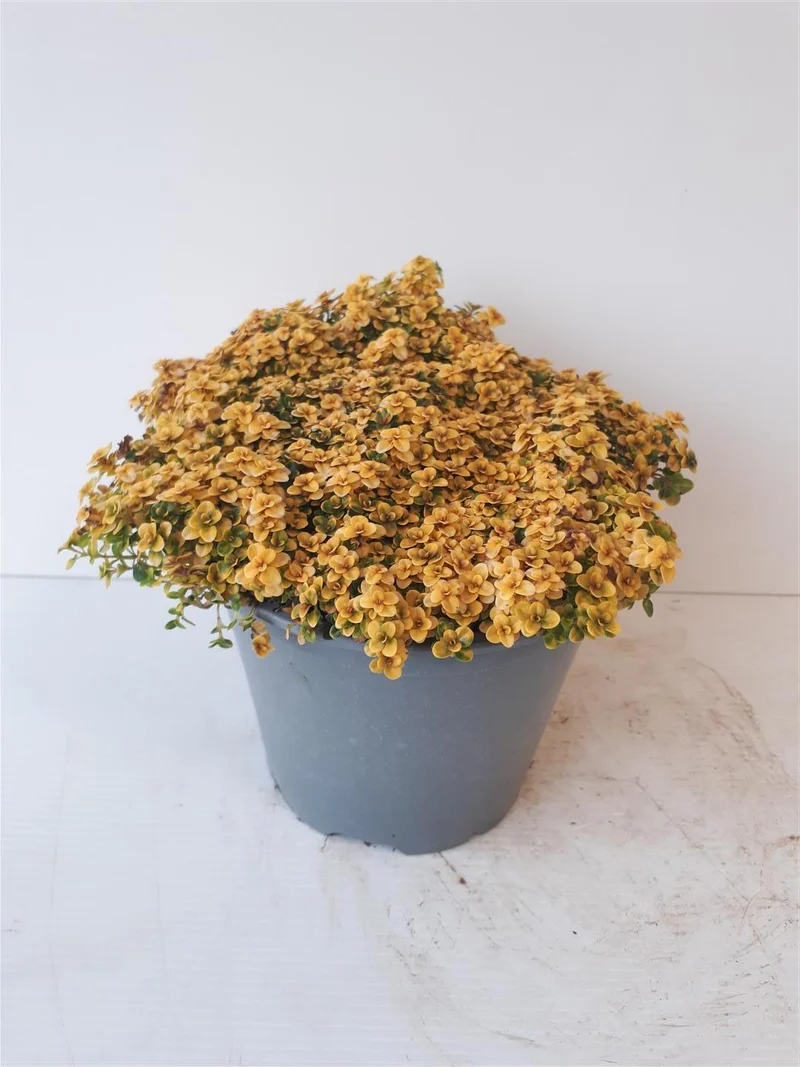 Thymus 'Anderson Gold' C1,5 (1,5 liters kruka)