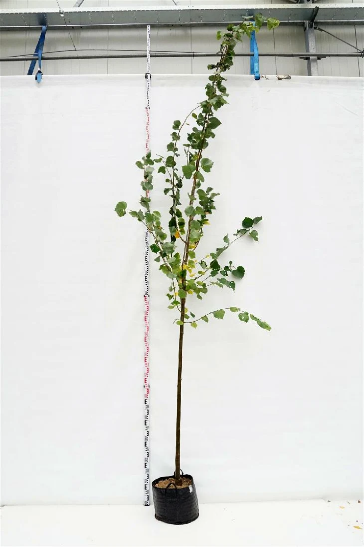 Tilia cordata 'Greenspire' 12-14 cm, C40 (40 liters kruka)