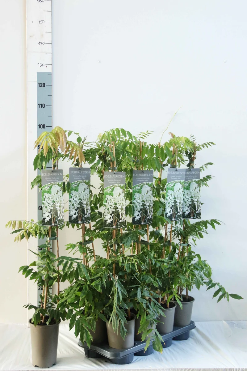 Wisteria flor. 'Longissima Alba' 17 cm kruka 60-100 cm (3 käppar)