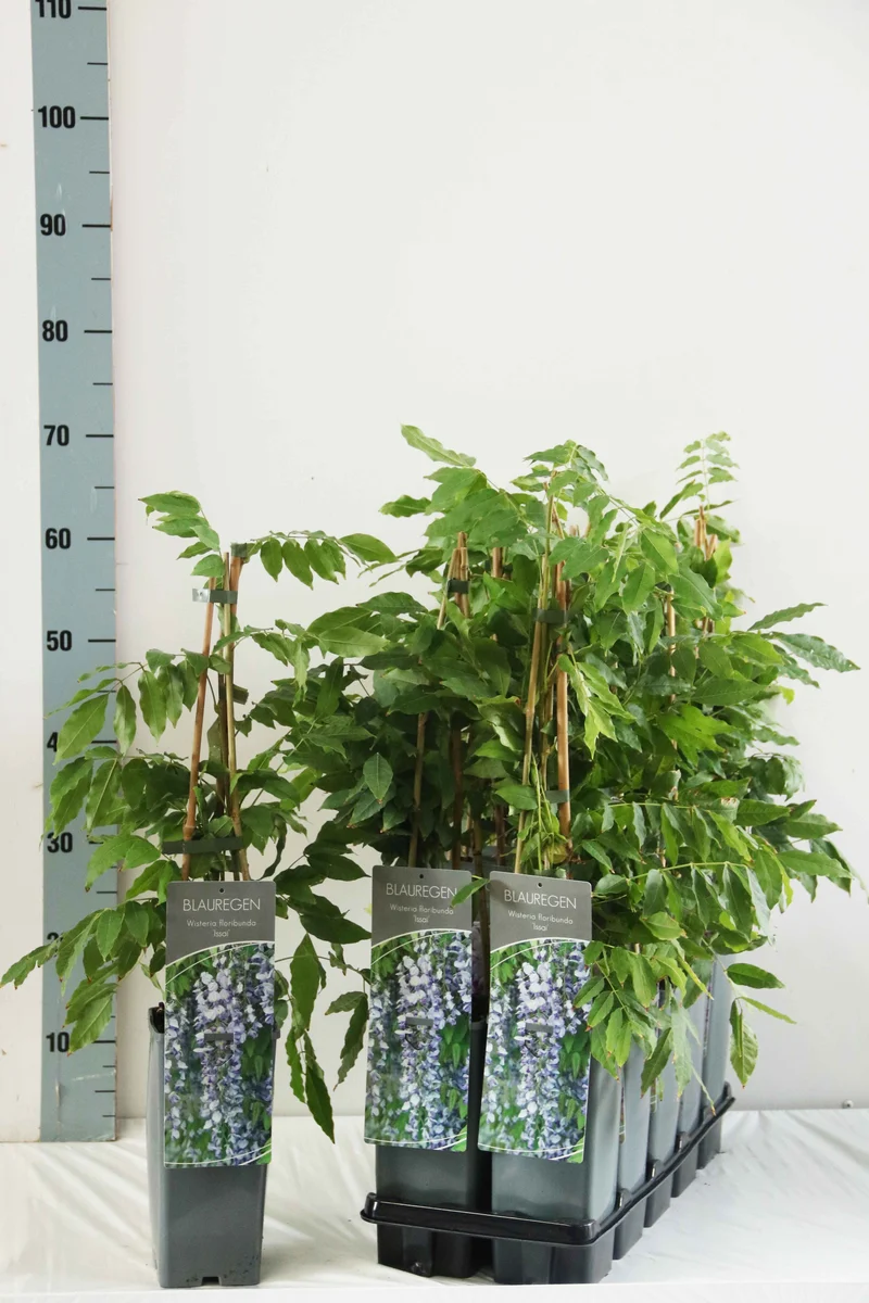 Wisteria form. 'Issai' C7,5 (7,5 liters kruka) 150-200 cm