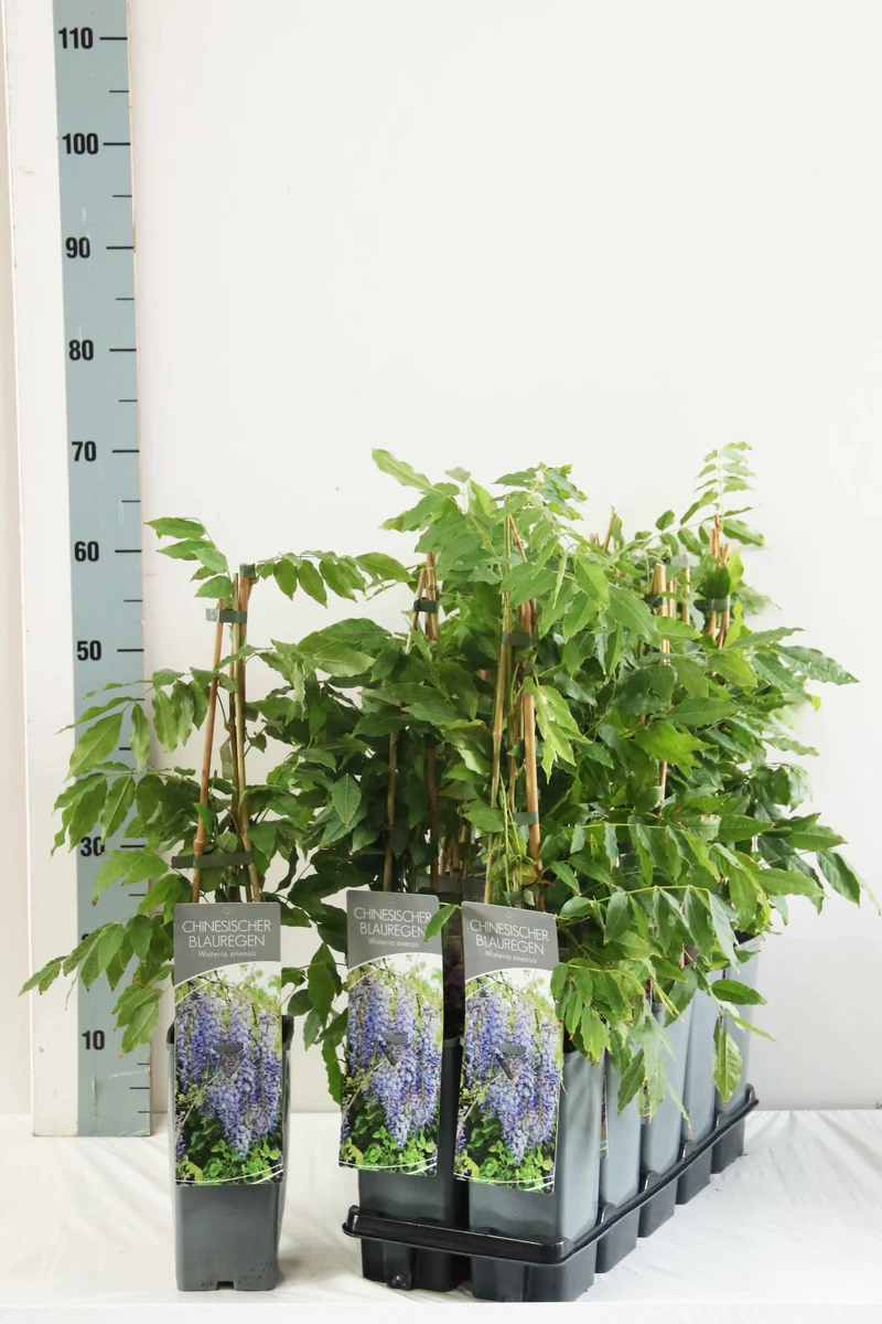 Wisteria sinensis C2 (2 liters kruka) 40-60 cm - 3 käppar