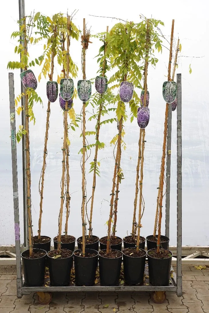 Wisteria i sorter C7,5 (7,5 liters kruka) / 26 cm kruka 175-200 cm