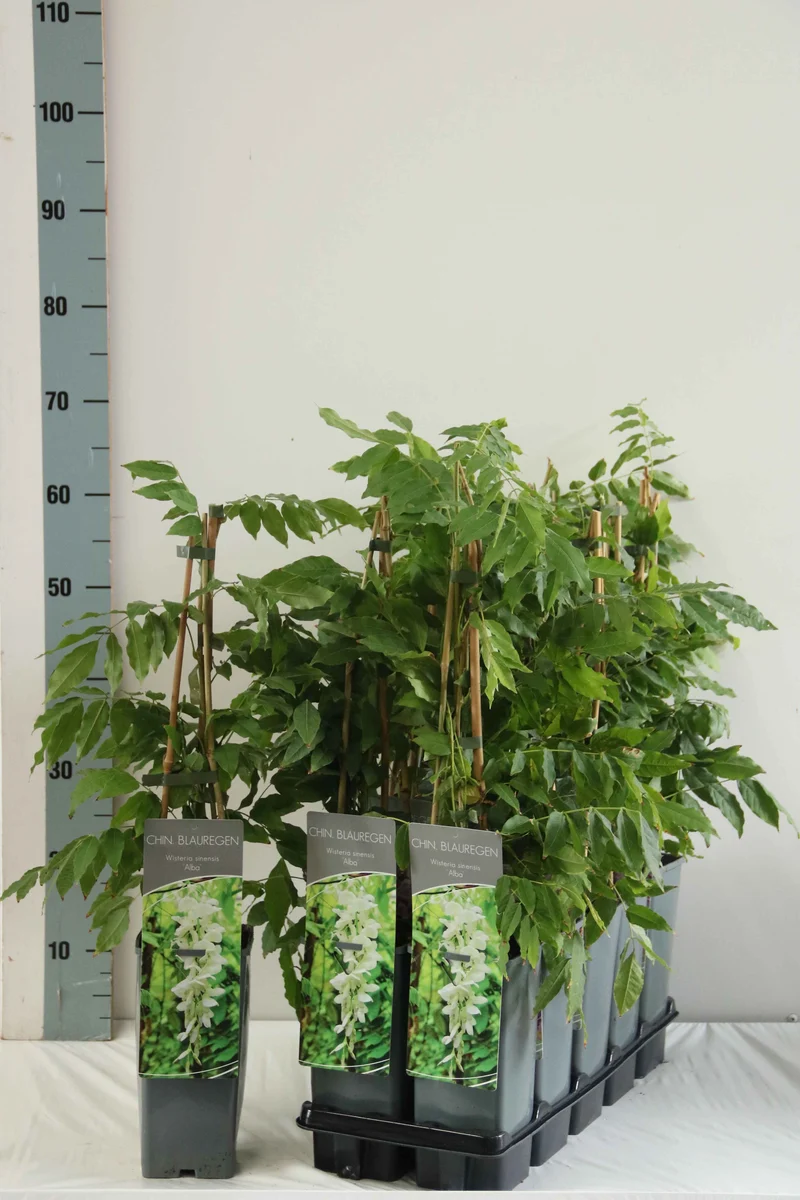 Wisteria sin. 'Alba' 40-60 cm C2 (2 liters kruka) 3 käppar
