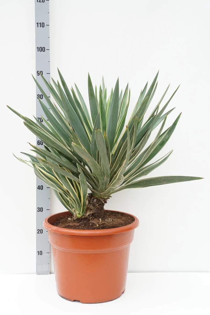 Yucca gloriosa 'Variegata' C25 (25 liters kruka)