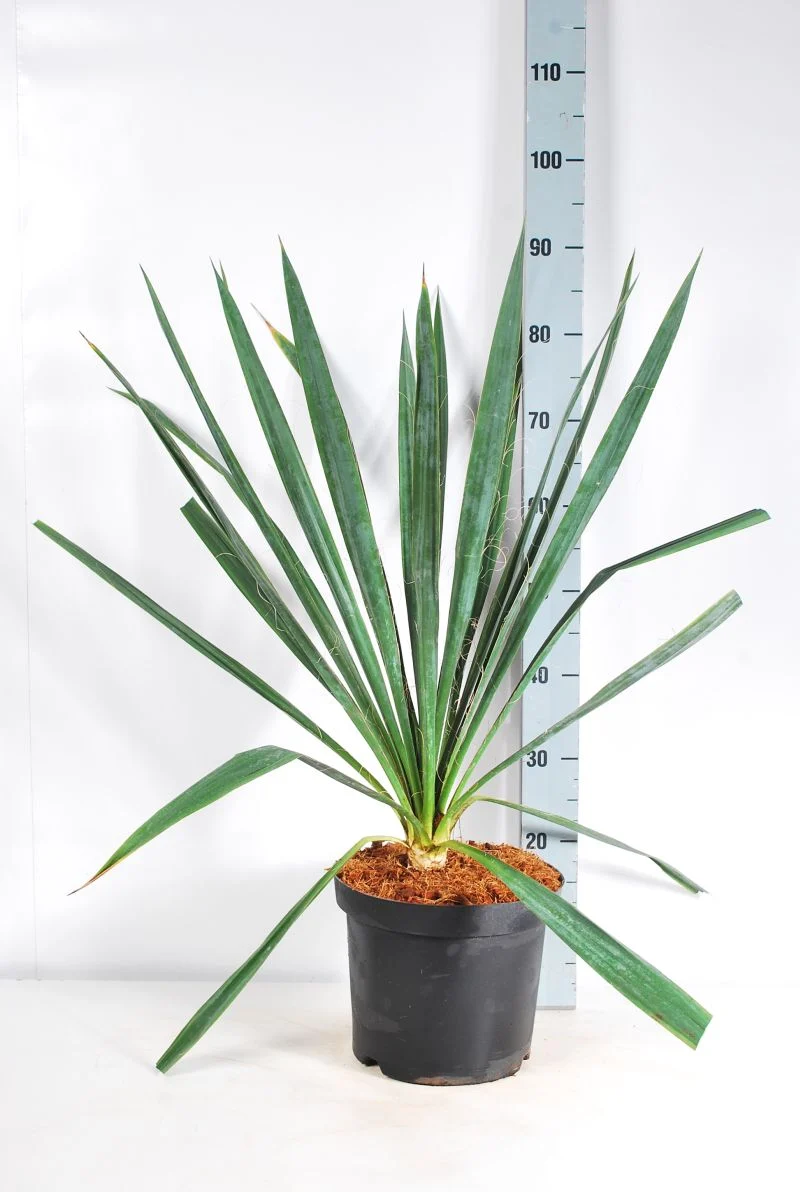 Yucca filamentosa C7,5 (7,5 liters kruka) 50-60 cm