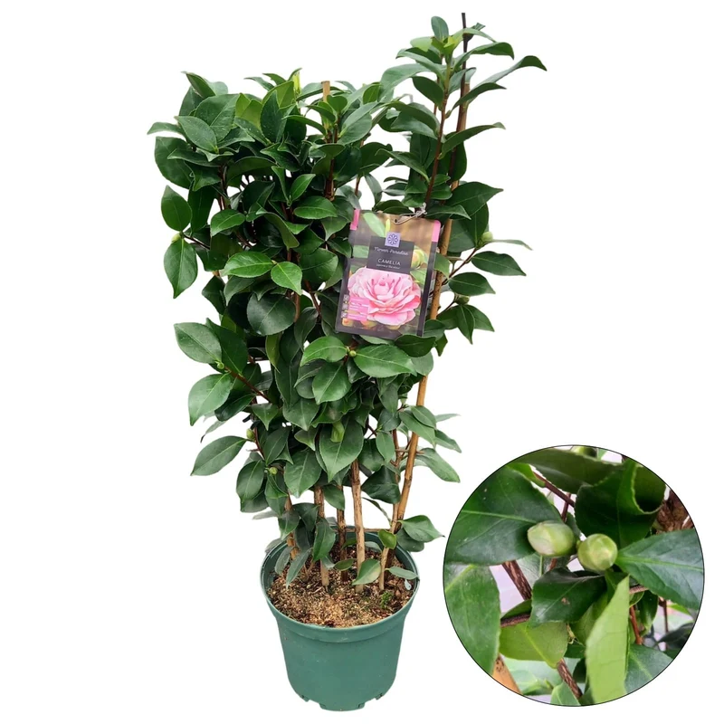 Camellia j. 'Bicolor' C5 (5 liters kruka) 60-70 cm spaljé