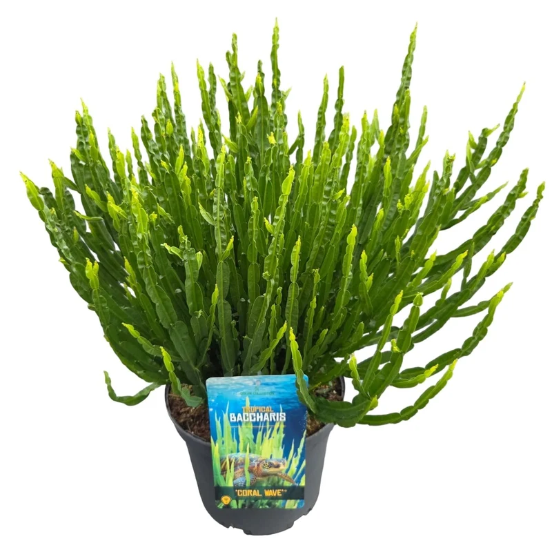 Baccharis 'Coral Wave' C5 (5 liters kruka) 35-40 cm