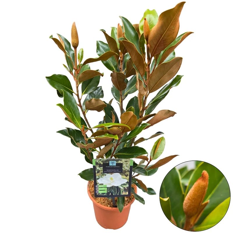 Magnolia grand. 'Little Gem' 50-60 cm C2 (2 liters kruka)