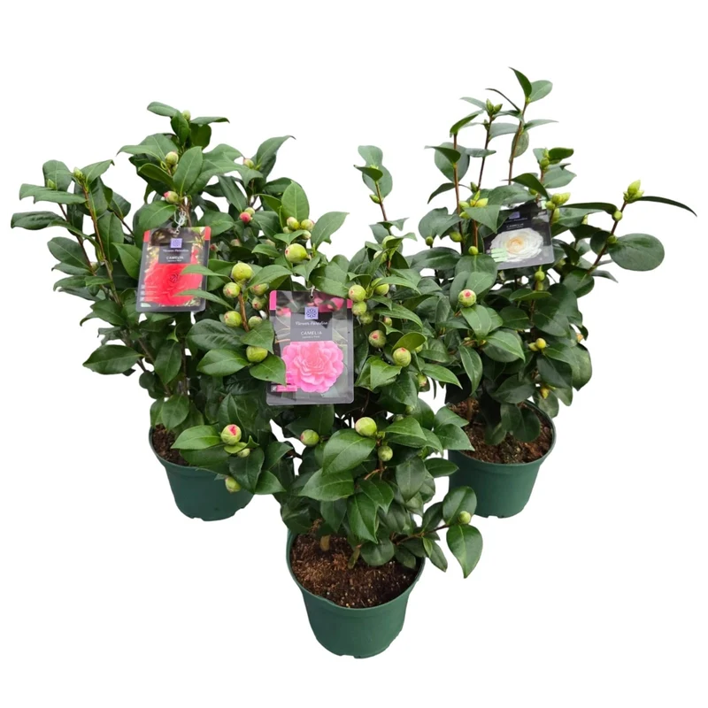 Camellia i sorter C5 (5 liters kruka) 50-60 cm