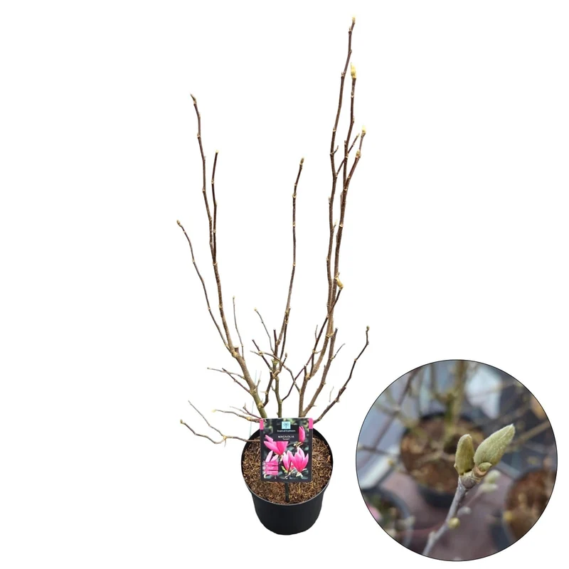 Magnolia 'Susan' C4 (4 liters kruka) 70-80 cm