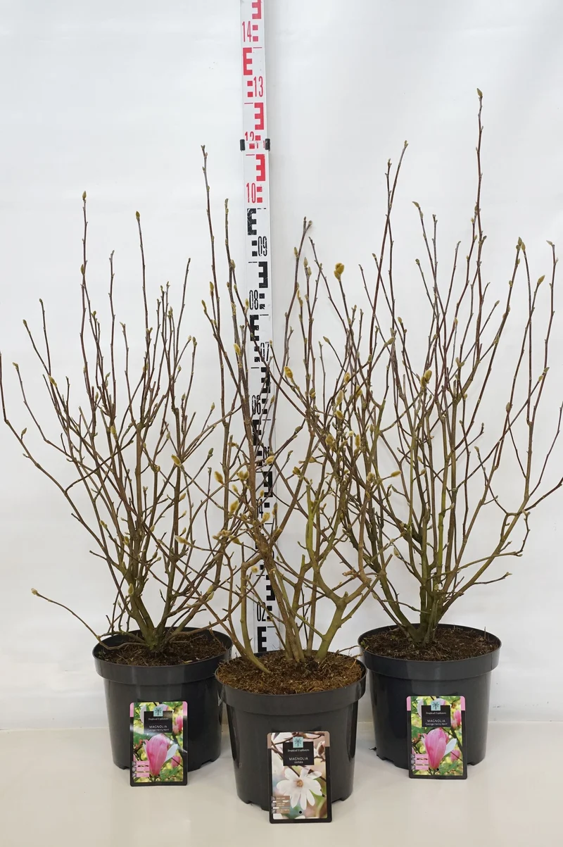 Magnolia i olika sorter C7,5 (7,5 liters kruka) 70-80 cm