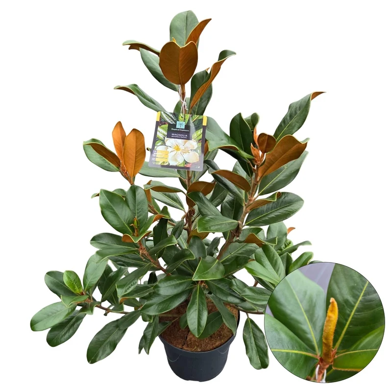 Magnolia grandiflora 'Double Nantais' C7,5 (7,5 liters kruka) 70-80 cm